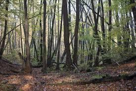 Rezerwat przyrody Źródliska Czarnej Wody